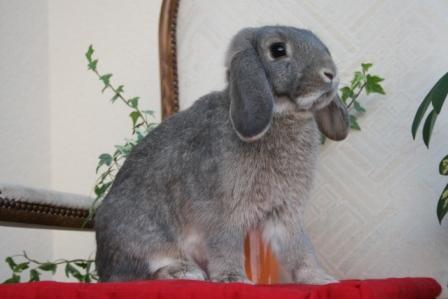 b&eacute;lier